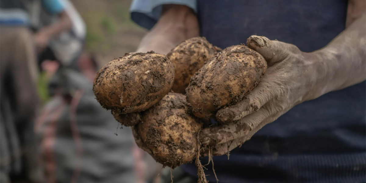 Patate europee: previsto aumento delle superfici